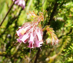 Erica barbigeroides