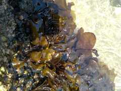 Mazzaella laminarioides