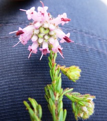 Erica barbigeroides