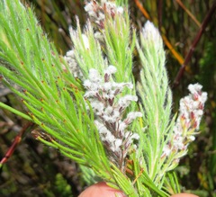 Spatalla mollis