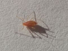 Macrosiphum