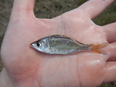 Eucinostomus