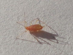 Macrosiphum