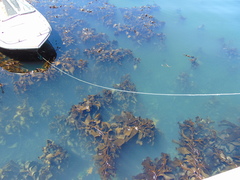 Macrocystis pyrifera