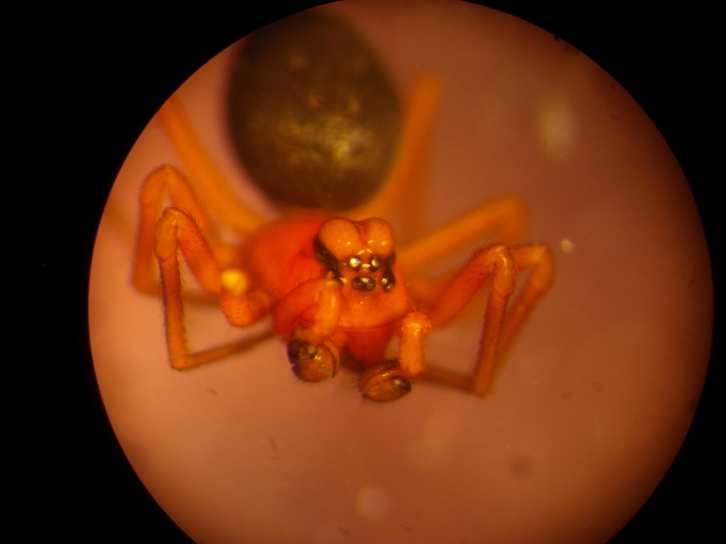 Hypomma marxi