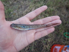 Gobionellus oceanicus