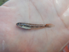 Ctenogobius boleosoma