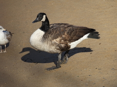 Branta canadensis