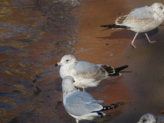 Larus delawarensis