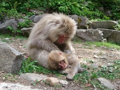 Macaca fuscata fuscata