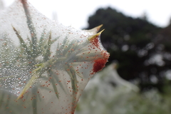 Tetranychus lintearius