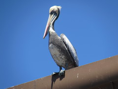 Pelecanus thagus