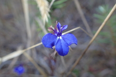Lobelia erinus