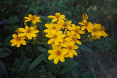 Tagetes lemmonii