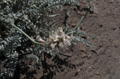 Astragalus anemophilus