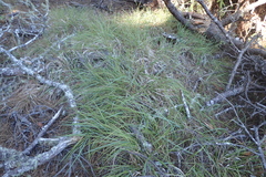Festuca subulifolia