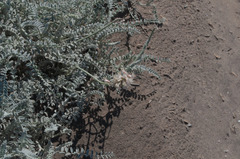 Astragalus anemophilus