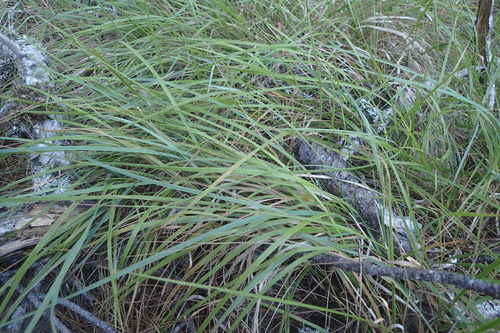 Festuca subulifolia