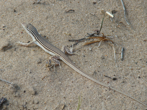 Eremias lineolata