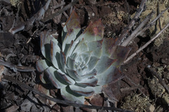 Dudleya anthonyi