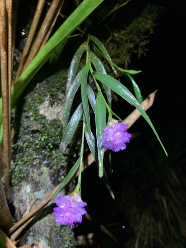 Elleanthus blatteus Garay