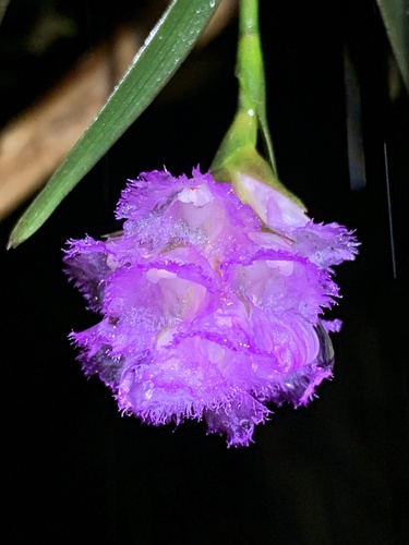 Elleanthus blatteus Garay 2
