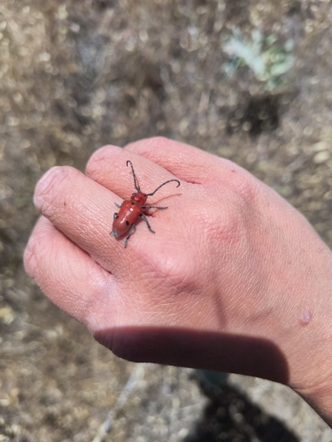 iNaturalist observation photo of Tetraopes basalis