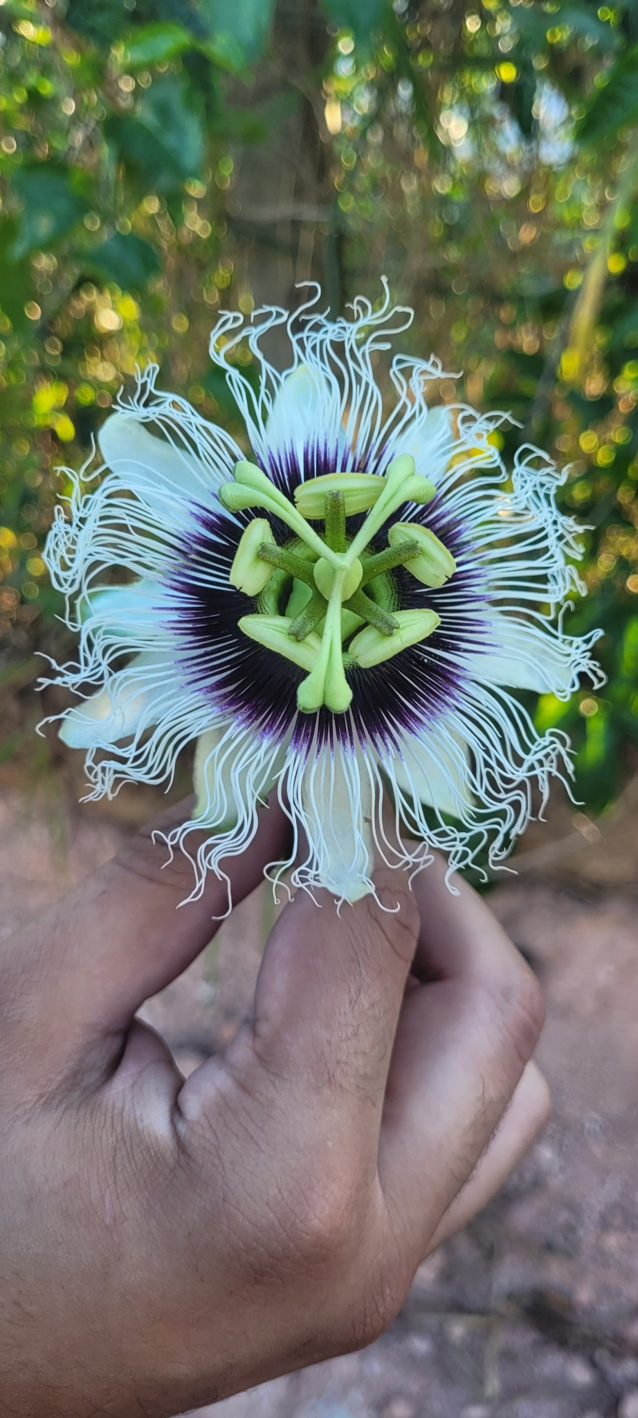 Passiflora edulis