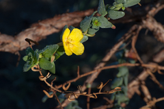 Eulobus crassifolius