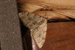 Nebula ibericata