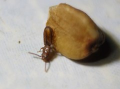 Laemophloeidae