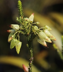 Erica urna-viridis