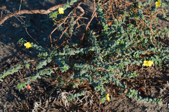Eulobus crassifolius