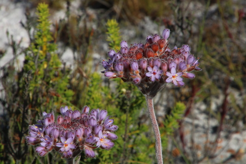 Image of Dilatris corymbosa by (c) Tony Rebelo, some rights reserved (CC BY-SA)