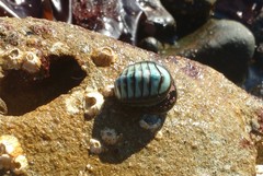 Chiton