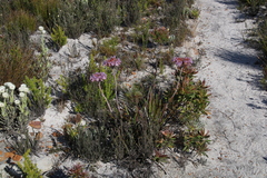 Dilatris corymbosa