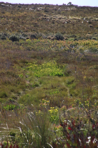 Image of Villarsia goldblattiana by (c) Tony Rebelo, some rights reserved (CC BY-SA)