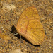 Orange-washed Sulphur - Photo (c) thegreenjay, some rights reserved (CC BY-NC), uploaded by thegreenjay