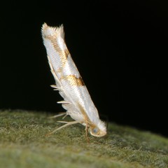 Argyresthia oreasella