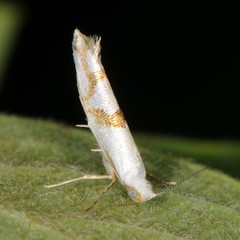 Argyresthia oreasella