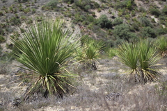 Dasylirion cedrosanum