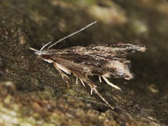 Eido trimaculella
