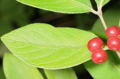 Caprifoliaceae