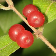 Caprifoliaceae