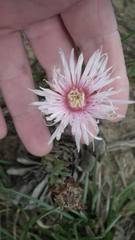 Lampranthus spectabilis