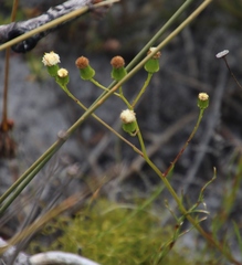 Senecio paniculatus