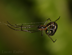 Leucauge volupis