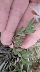 Lampranthus spectabilis