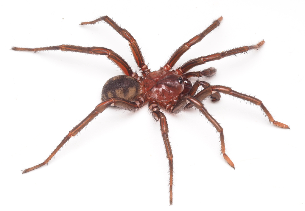 Golden Trapdoor Spiders from Benarkin QLD 4314, Australia on June 15 ...