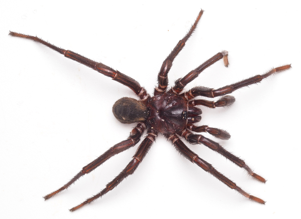 Golden Trapdoor Spiders from Amamoor Creek QLD 4570, Australia on June ...